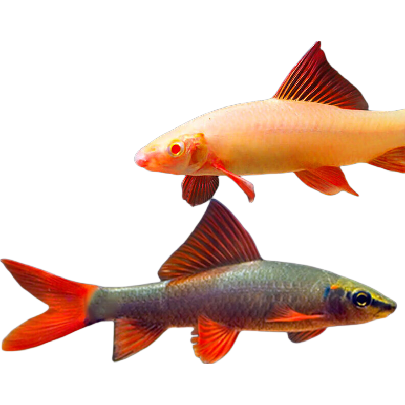 清缸三剑客金苔鼠+彩虹鲨+粉红鲨观赏鱼4-6cm3条 5.88元 - 86线报
