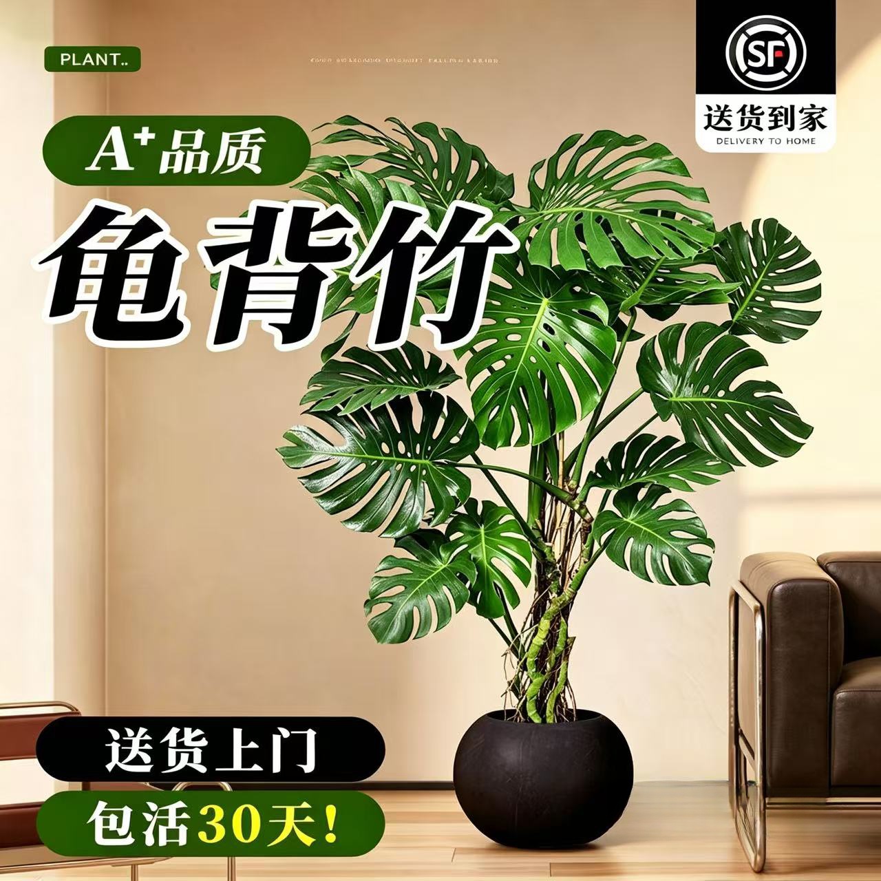 叹为观止大型绿植各种大型盆栽发财树金钱树榕树流泉枫办公室内盆景好养活 老桩龟背竹1.2—1.4m【黑色圆球盆】