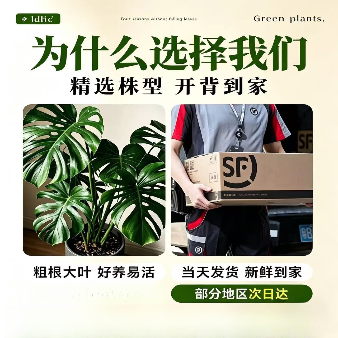 叹为观止大型绿植各种大型盆栽发财树金钱树榕树流泉枫办公室内盆景好养活 老桩龟背竹1.2—1.4m【黑色圆球盆】