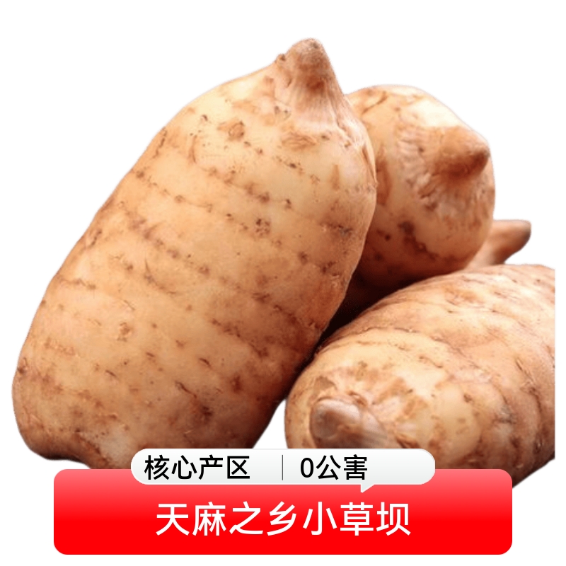 【京东快递】昭通小草坝鲜天麻正宗仿野生原产地安全无公害无农残 睡得好降压2斤大果（3-4个1斤）无公害无农残京东快递 鲜天麻｜云南小草坝原产地直发
