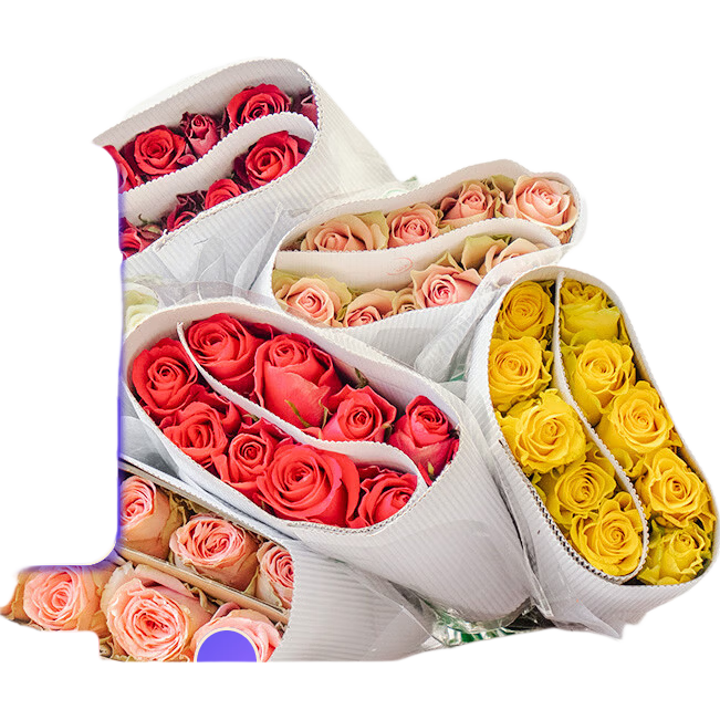 ����õ�� �����ʻ�����ֱ�� ����õ��10֧ 35-40cm13.99Ԫ����ʱ��������11.99Ԫ��