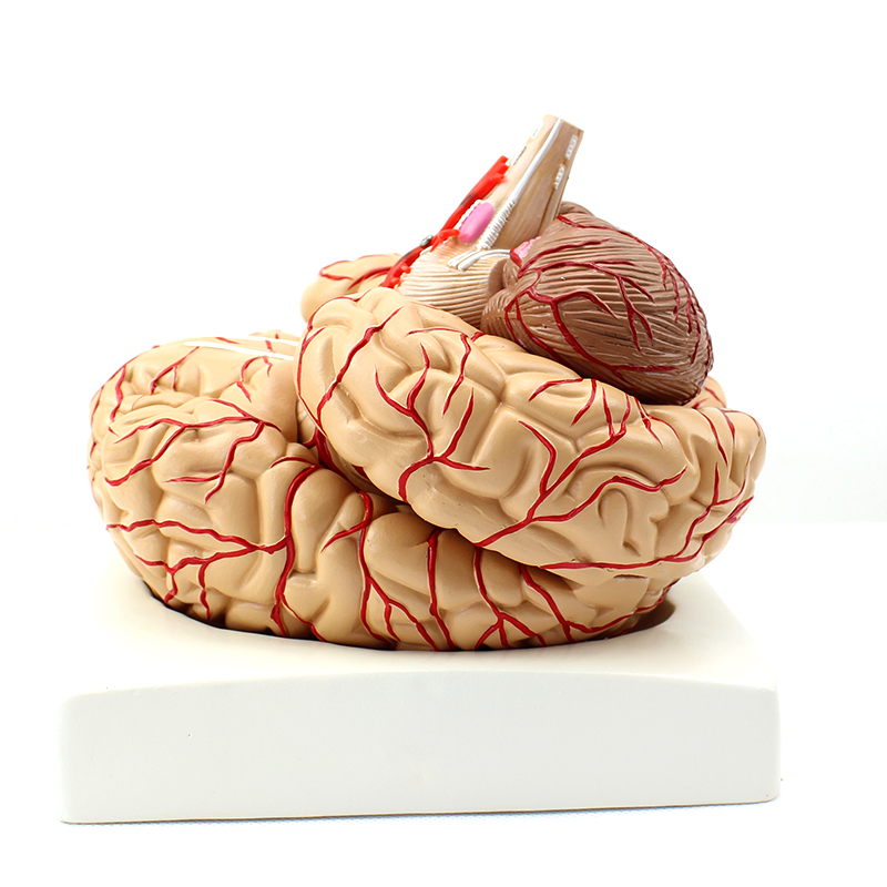 enovo颐诺医学人体大脑解剖模型脑血管脑动脉神经科教学 脑动脉血管颅