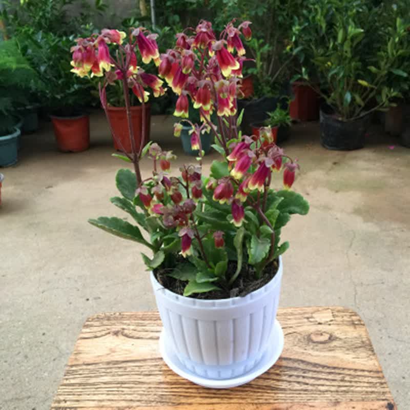 苓芊倒挂金钟 盆栽  龙吐珠 宫灯长寿花苗盆栽 倒挂金钟苗绿植 宫灯