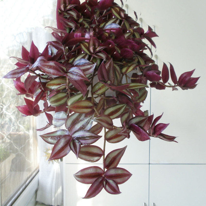 星金鱼吊兰青叶吊兰金心吊兰植物 办公室盆栽垂吊绿植 吊竹梅 吊盆 土