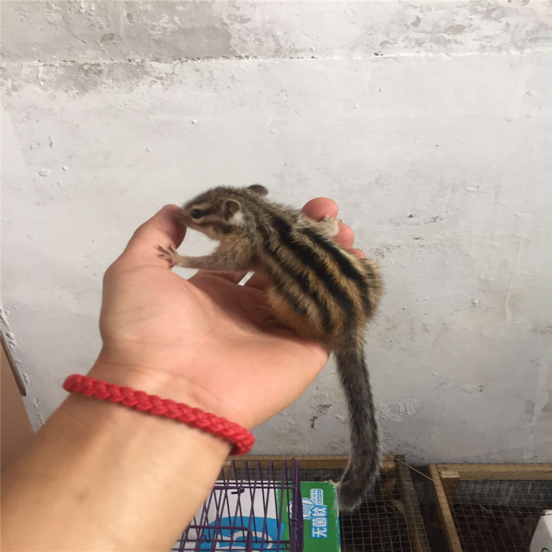 灵狐之家 人工养殖松鼠金花松鼠亚成体活体幼崽金花幼崽宠物粮食笼子
