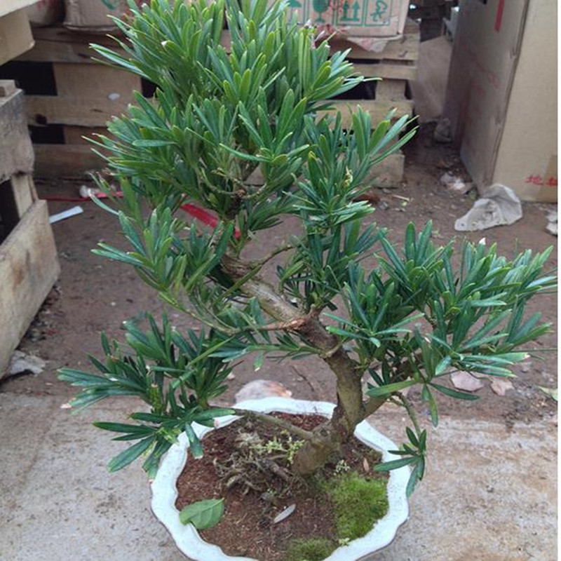 雅卉罗汉松苗 罗汉松树苗 罗汉松盆景 珍珠罗汉松 米叶罗汉 大盆