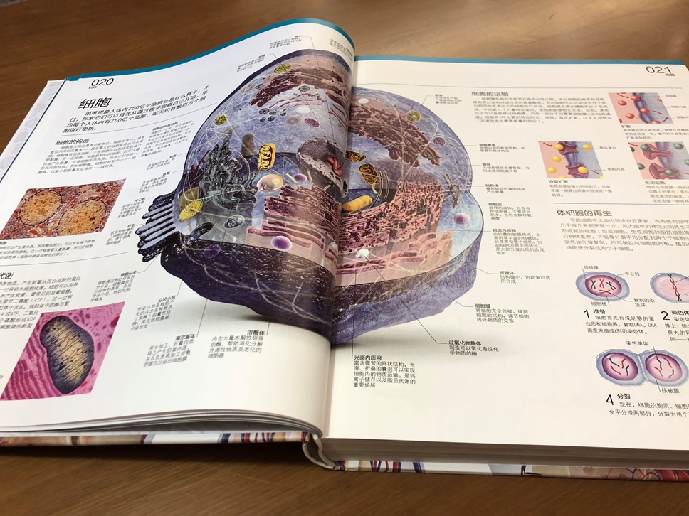 dk人体大百科小猛犸童书医学通识科普书精装