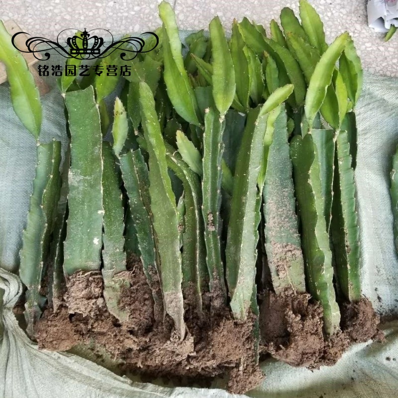 红心火龙果苗盆栽地栽红肉火龙果阳台庭院室内南北方种植当年结果 4年