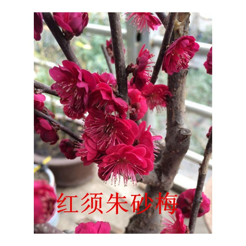 红梅花盆栽梅花苗原生红梅树桩盆景绿梅骨里红乌梅树苗 红色 乌梅20年