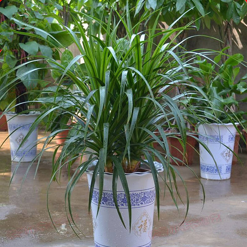 若绿龙须树龙血树龙铁树室内客厅大型植物盆景 盆栽绿植 四季常青花卉