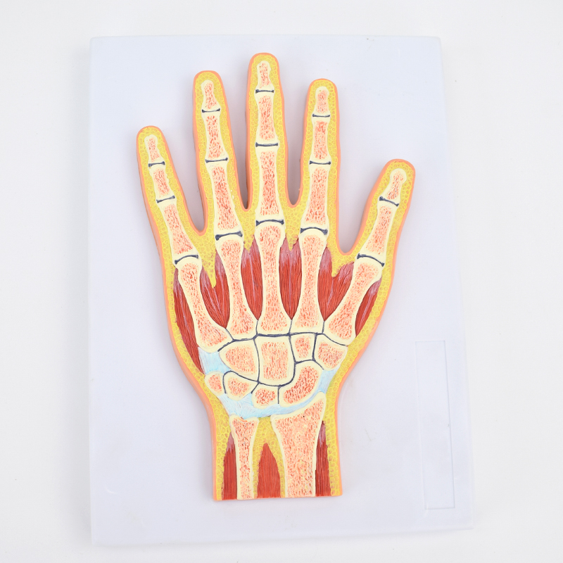 enovo颐诺医学用 人体手关节肌肉模型 腕关节剖面手关节构造mri关节