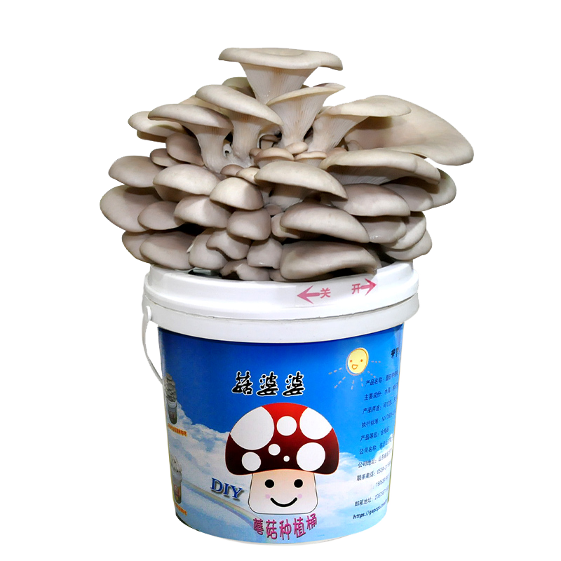 菇婆婆DIY平菇蘑菇种植桶装食用菌盆栽蘑菇菌包家庭种植蘑菇菌包 平菇