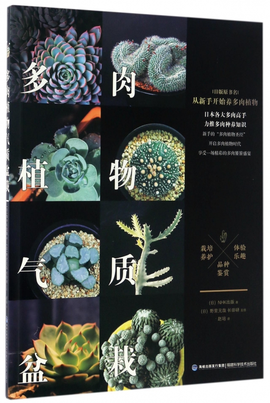 多肉植物气质盆栽