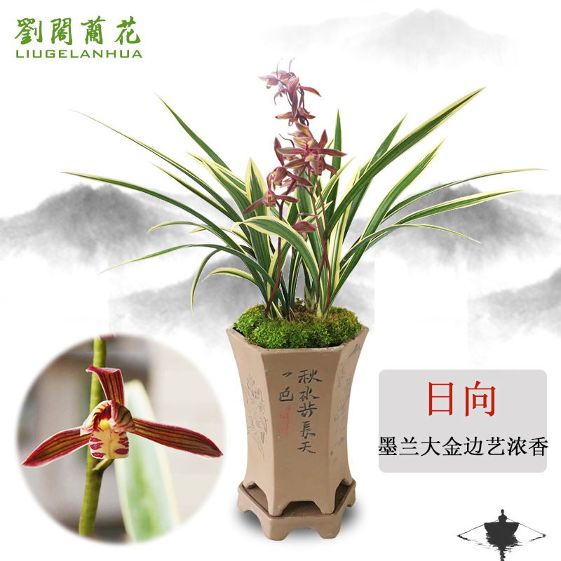 劉閣蘭花墨兰大金边艺日向  冬带浓香花苞室内室外绿植兰草花卉盆栽