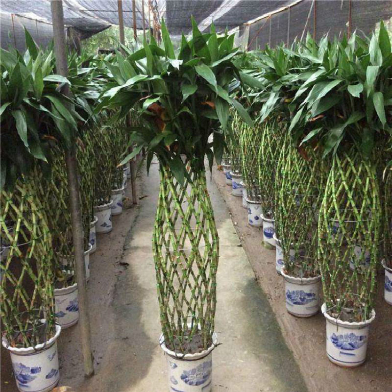 大型盆栽金钱树发财树琴叶榕富贵竹龟背竹办公室内阳台绿萝万年青清香木鸭脚木白兰大型植物富贵竹笼不含盆 虎窝购