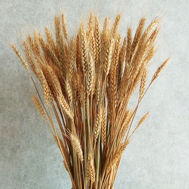 昊兰诺小麦干花天然植物艺术摆放装饰麦拍摄干花大麦麦穗道具天然麦穗
