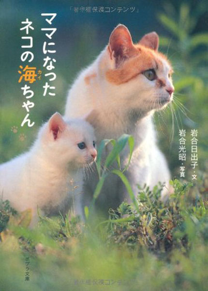 现货 【深图日文】ママになったネコの海ちゃん 猫咪摄影集 成为妈妈
