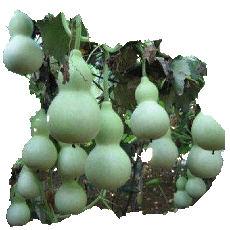 种植花草林木,打造美好家园