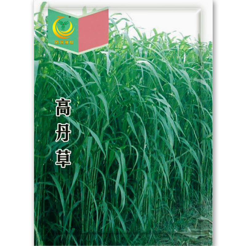 凤鸣雅世 牧草种批发草籽黑麦草牧紫花苜种子高丹草玉米草养鸡鸭鹅