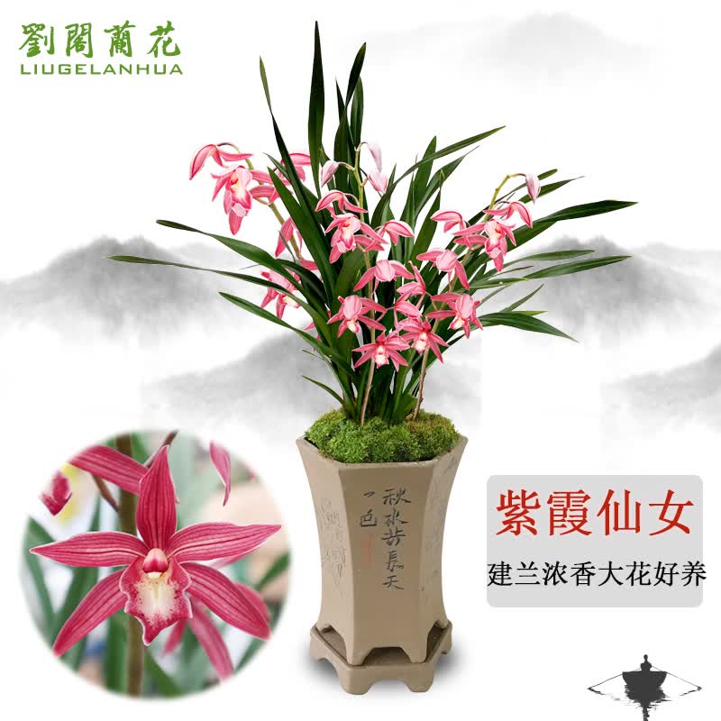 劉閣蘭花兰花 浓香红素花紫霞仙女 夏带花苞室内室外绿植兰草花卉盆栽