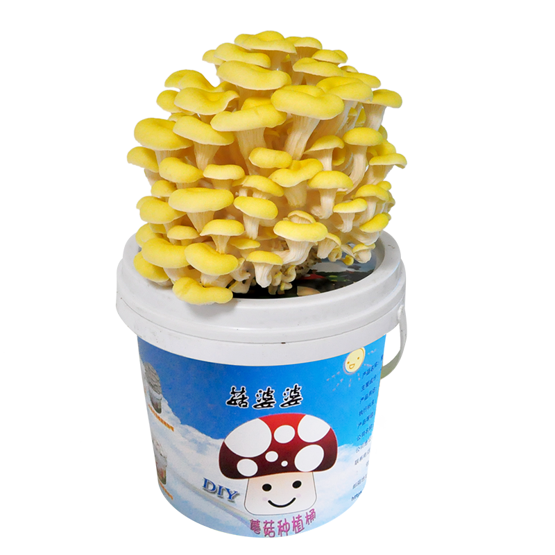 如何查看京东多肉植物商品历史价格|多肉植物价格比较