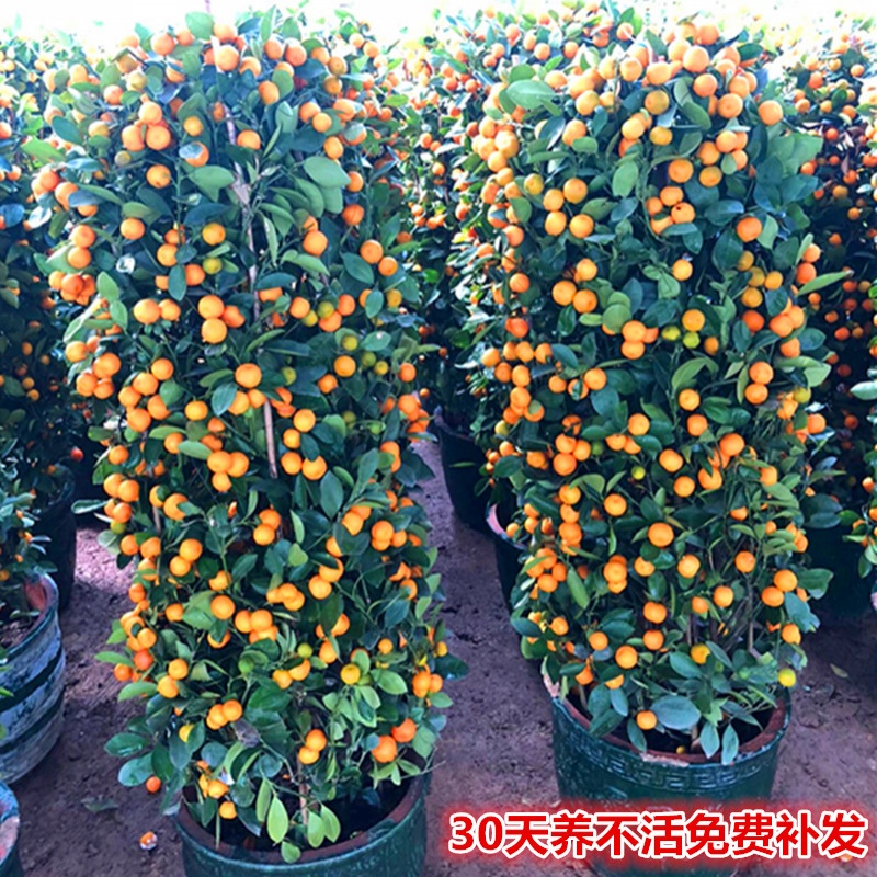 昊蘭諾盆栽四季觀(guān)賞橘子小金桔盆景桔子樹(shù)苗金桔盆栽四季橘子盆栽 四季超美四季橘子 不含盆