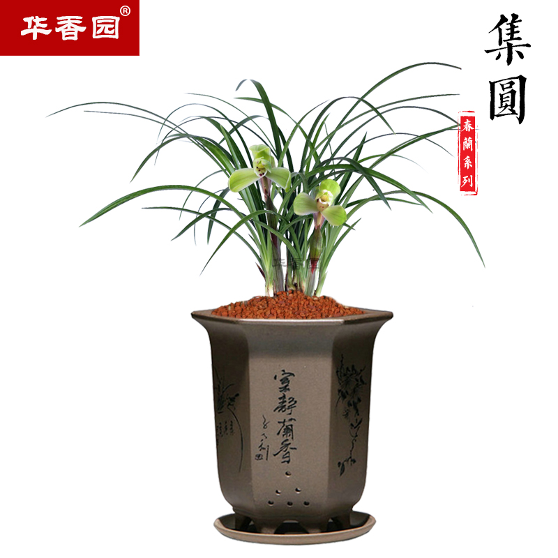 华香园春兰老八种之一【集圆】兰花苗浓幽香型办公室内盆栽绿植 集圆