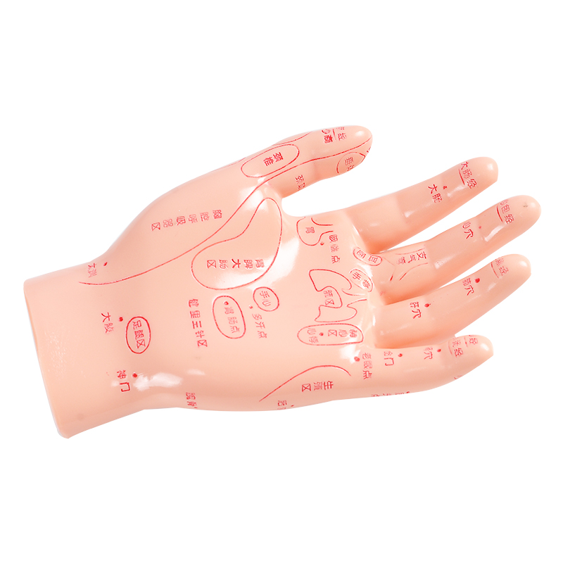 赫晨 经络通手部模型 针灸穴位 模型 手掌模型