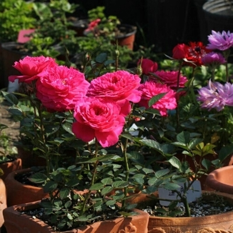 微月榴花秋舞月季 多花 强荐