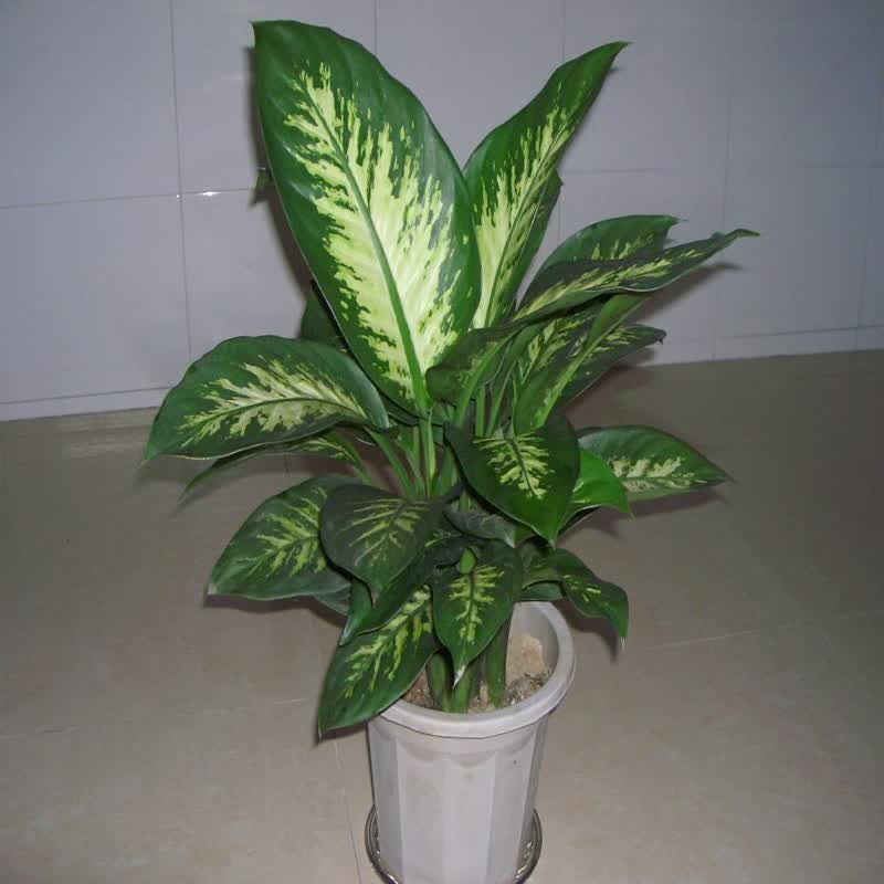 雅卉(yahui)盆栽万年青 银皇后 花卉植物盆景观叶植物室内 银皇后不含
