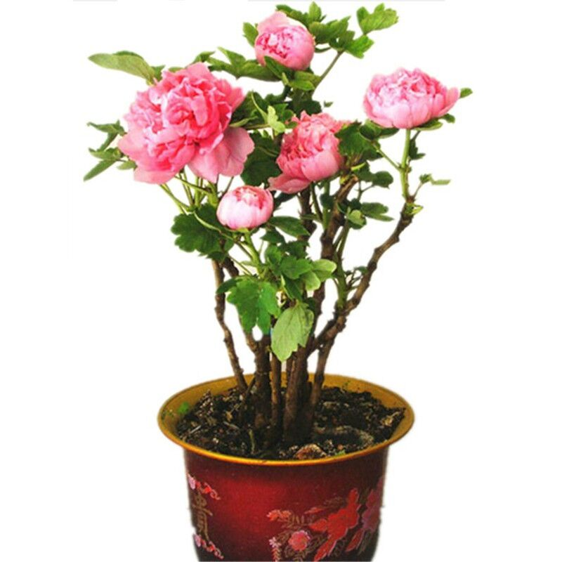 花苗带芽发货观赏花室内外庭院植物盆栽重瓣牡丹花卉 4~5分枝品种备注