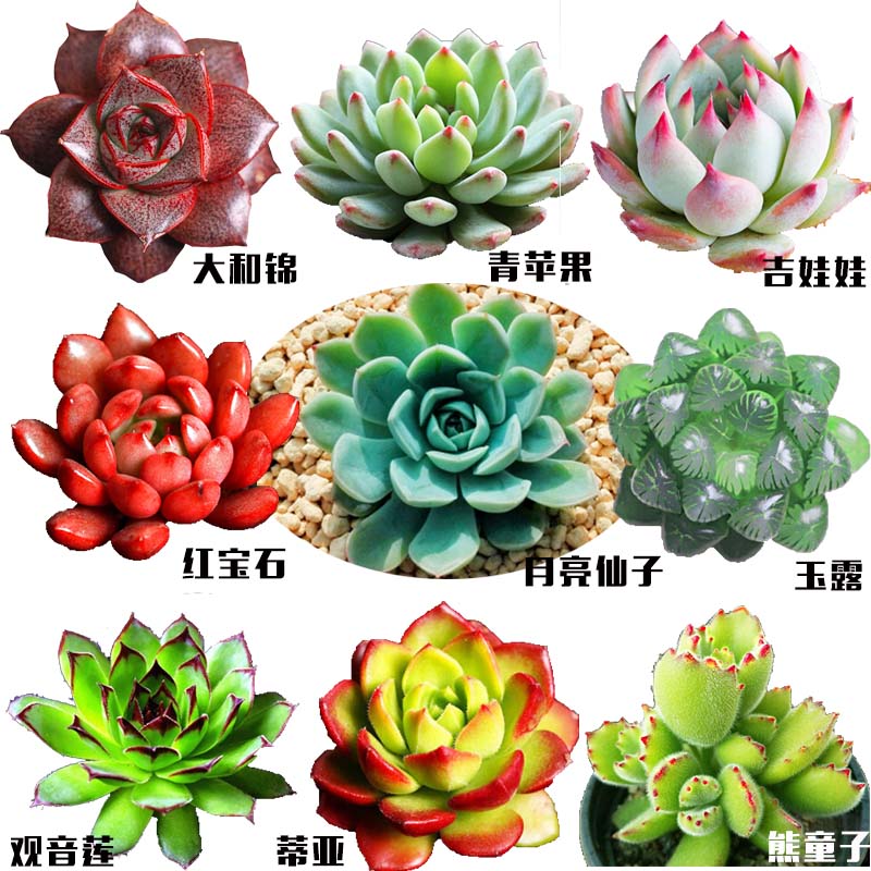 春草碧多肉植物盆栽老桩24款入门肉肉迷你多肉办公室内阳台桌面绿植