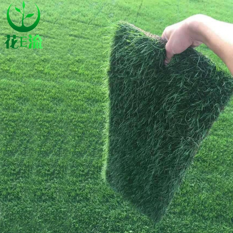 草坪种子狗牙根进四季青耐践踏庭院别墅护坡草草种籽绿化 高羊茅/斤