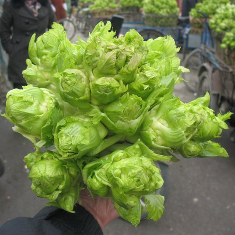 寿禾 四川儿菜种子光头芥菜榨菜早熟儿菜春冬季阳台四季菜种菜籽 寿禾