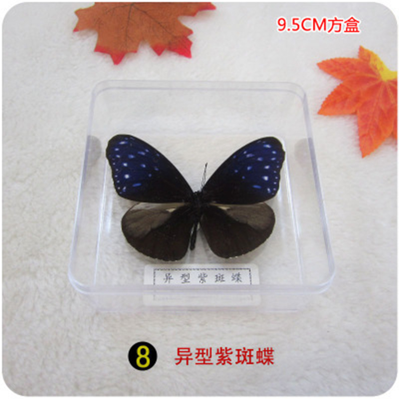 真蝴蝶标本透明盒装观察教学独立盒 蝴蝶标本真蝴蝶 008 异型紫斑蝶