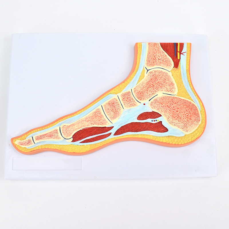 enovo颐诺医学解剖 足关节骨骼肌肉模型 踝关节剖面脚关节构造mri关节