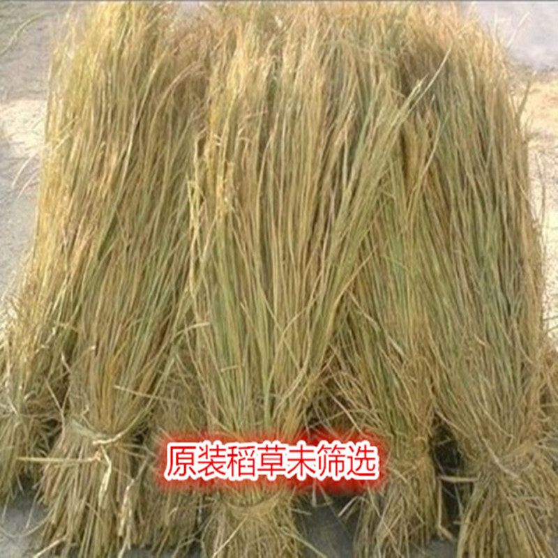 致荟树细草绳稻草帘干稻草绳捆绑树木用花木移栽包扎土球保湿 干稻草1