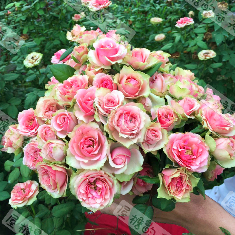 新品欧月火龙果月季切花包直立性好月季阳台盆栽 小苗