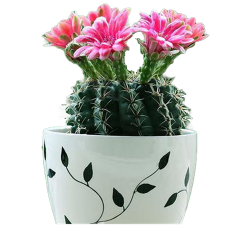 ����24������������ ʵ���� ���������� �����ƿƶ������Զ���ֲ��  ��Ž�˿�� 50Ԫ��4��(��12.5Ԫ/��)