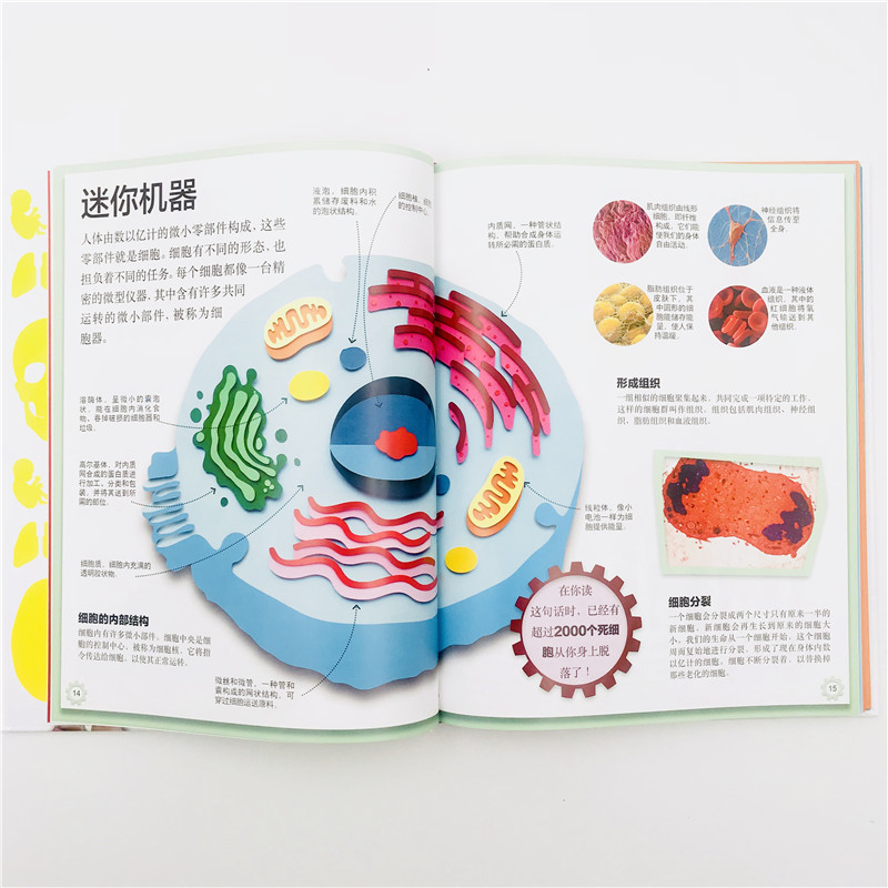 天畅童书 DK儿童人体百科：人体的奥秘详情图