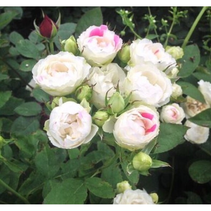 日月 白桃草莓冻糕月季 直立 多头勤花 扦插
