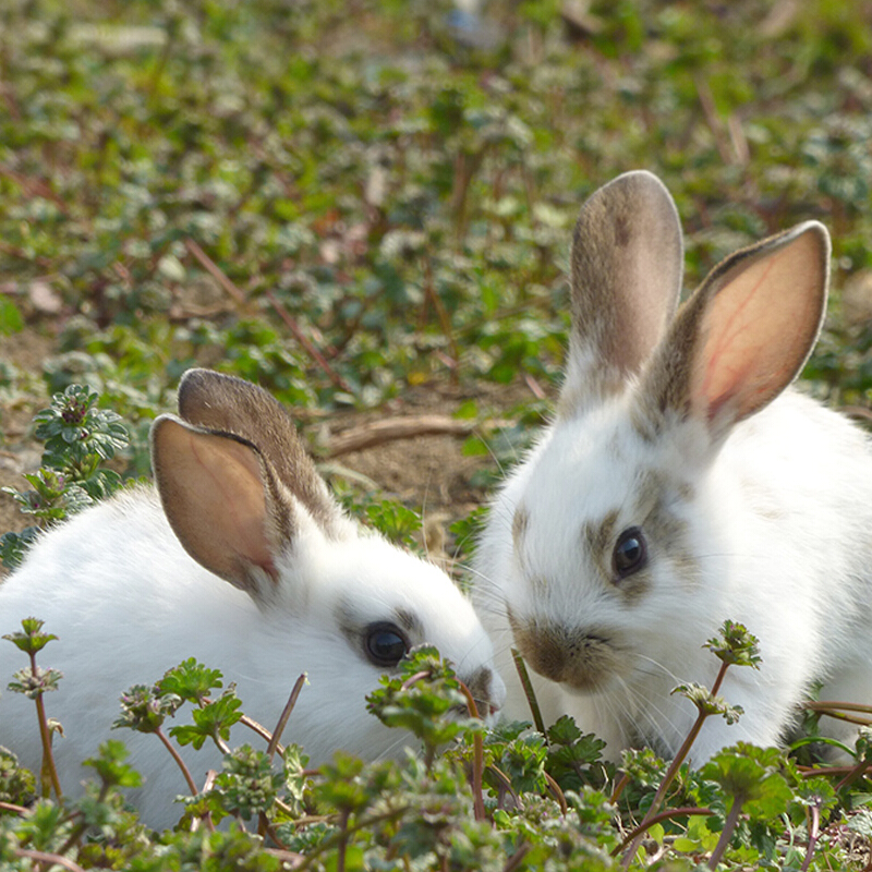 京东可以看异宠活体历史价格吗|异宠活体价格走势图