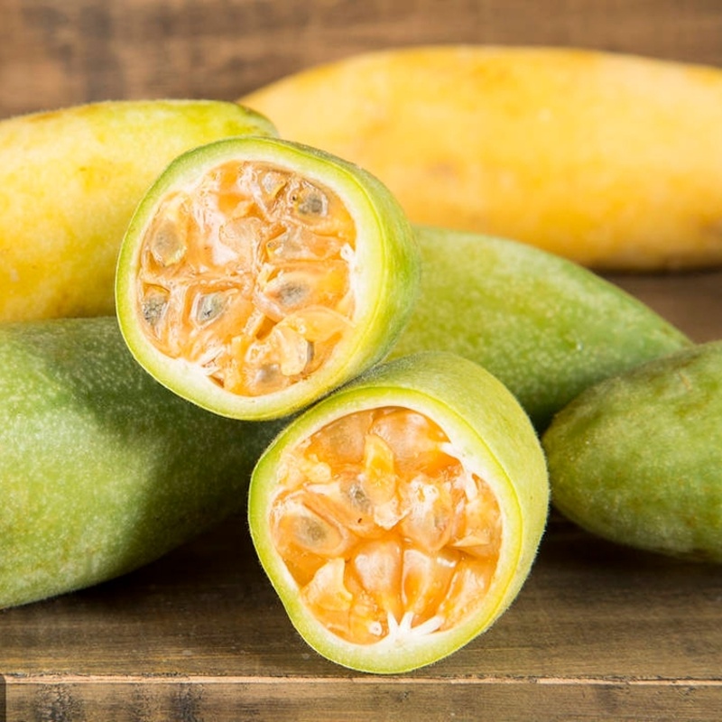 加拿大甜蜜蜜 百香果 香蕉百香果苗 四季可种植盆栽苗百香果苗 香蕉百