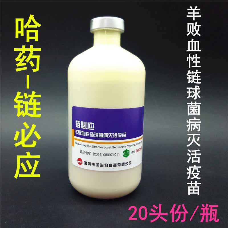 坤昱(kyusy)哈药链必应羊链球菌灭活疫苗山羊绵羊链球菌病 关节肿大