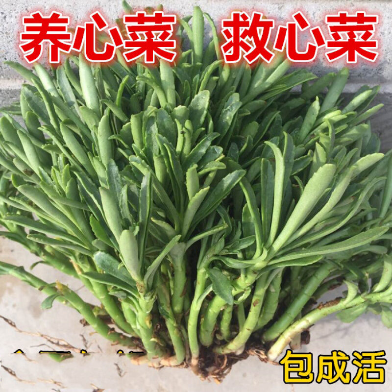 救心草高钙菜费菜种苗包活 有根有叶种苗30株