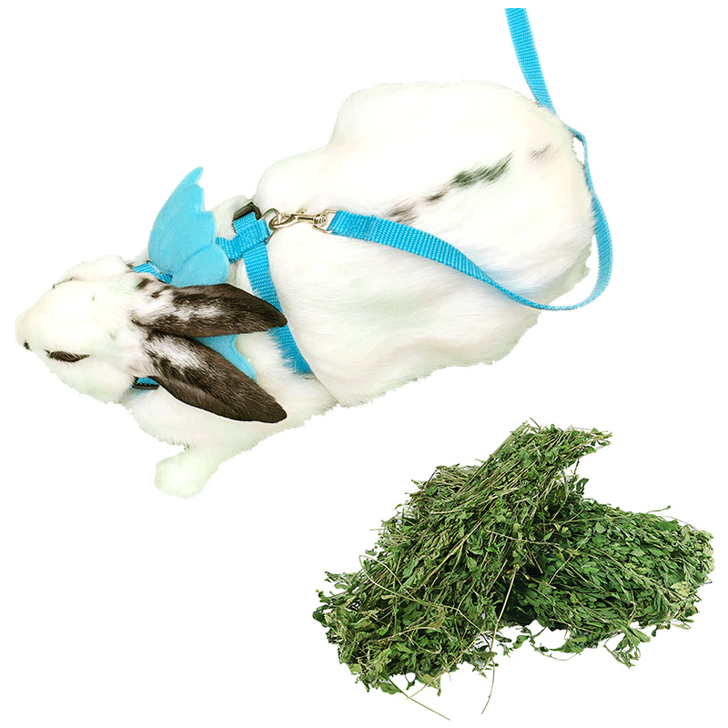头版头条咪贝萌兔子牵引带配置怎么样？已入手的说说