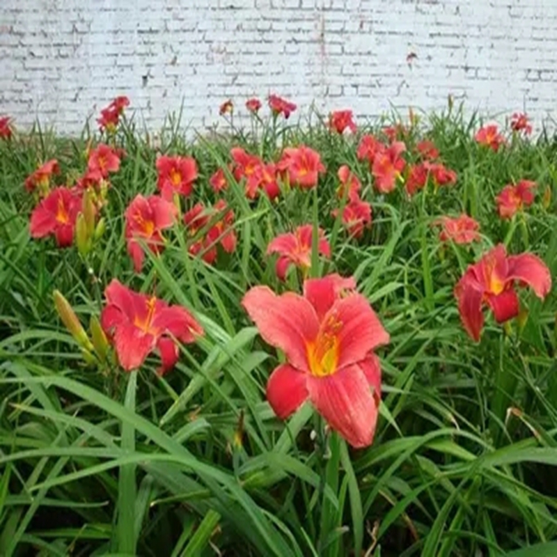 耐寒金娃娃萱草种根红宝石花苗地被庭院阳台盆栽花卉 红宝石萱草50棵