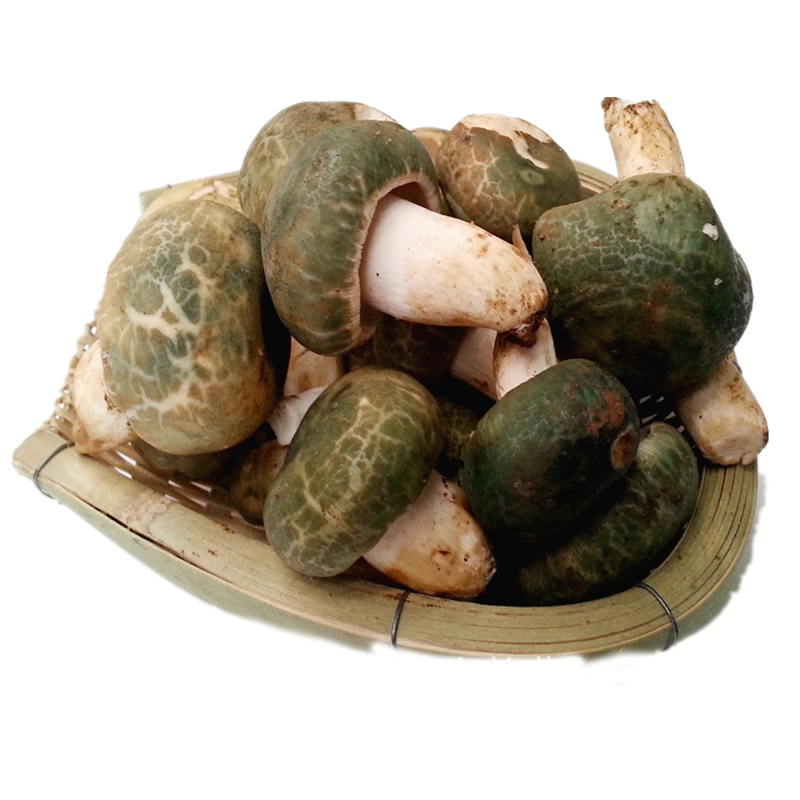 香宜惠当天现采云南青头菌