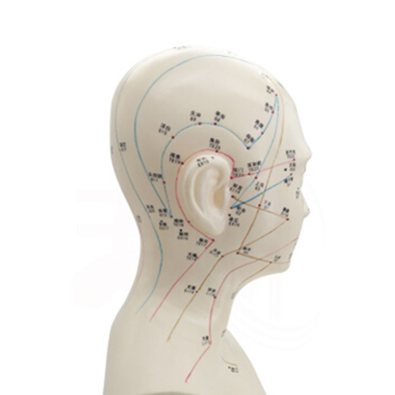 丰帆 人体经络头模具 图头部 四功能针灸腧模型 中医用头部位模型人体