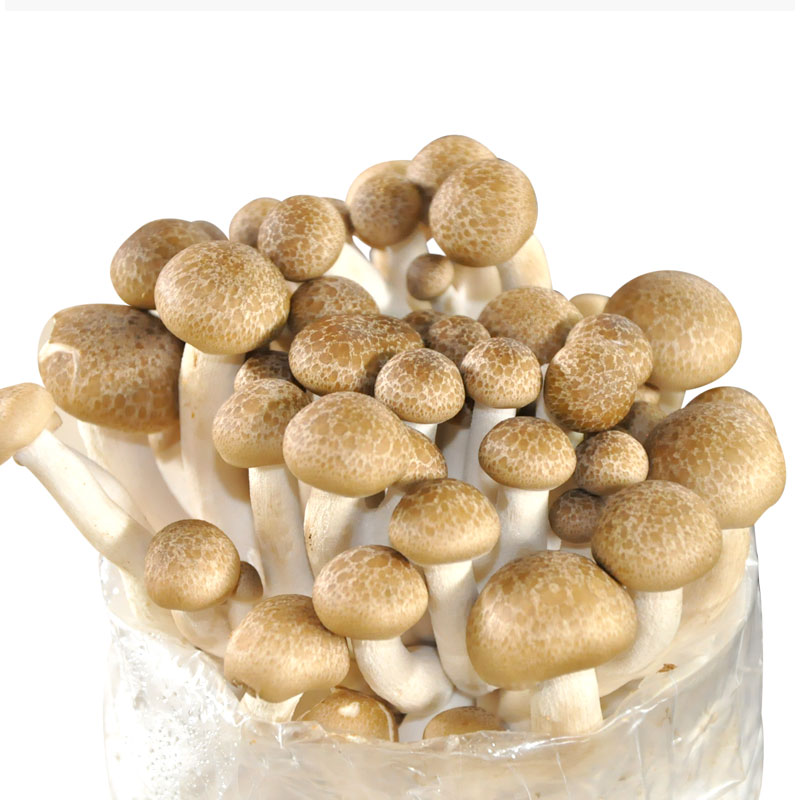 蟹味菇【升级款1袋装】 袋装